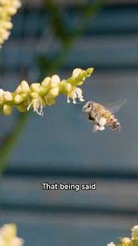 The Honeybee HATE Has to Stop