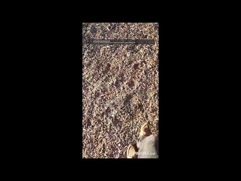 Metal Detecting Restream