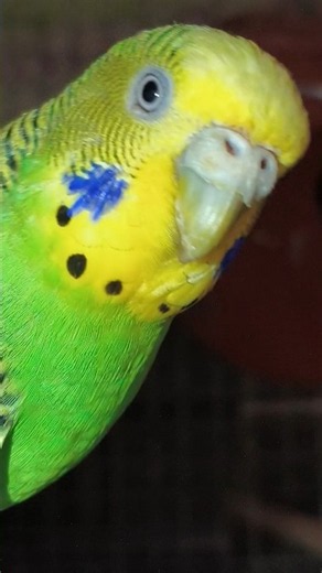 Listen to This! Sweet Baby Budgie Happy Chirping Sounds 🎶🐥 | Budgies Chirping Sounds