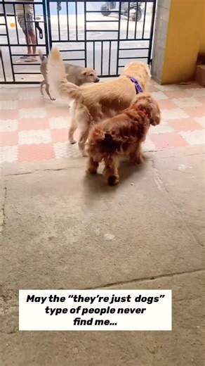 That one sentence says everything #oakley #dogshorts #spaniel #goldenretriever