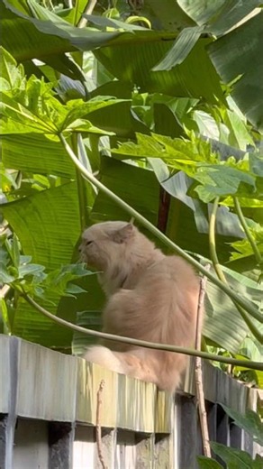 Kunji❤️☺️ #viral #cat #love #trending #halo #dancer #fyp #youtubeshorts #reels #viralmoment