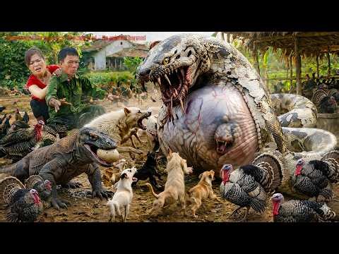 72 Hours of Terror: Giant Python Invades the Farm and Attacks a Girl – No Escape!