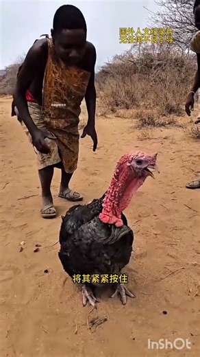 Chhawa dances after catching the turkey and winning the reward