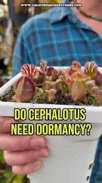 Do Cephalotus need dormancy?!