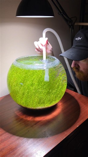 Routine nano shrimp aquarium maintenance