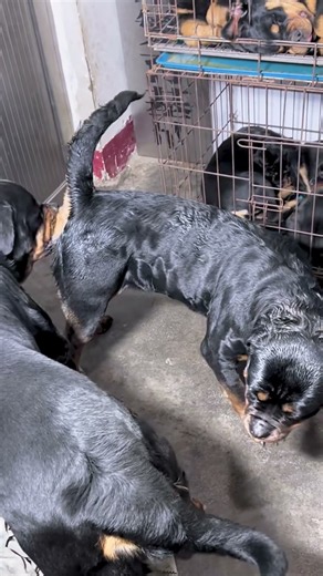 Dog Ability Training@ 42