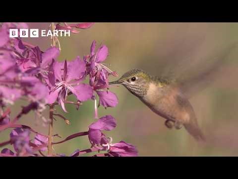Forest Regenerates After Devastating Yellowstone Fires | BBC Earth | BBC Studios