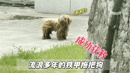 流浪多年的长毛拖把狗，身披盔甲浑身恶臭，终于在今天成功获救