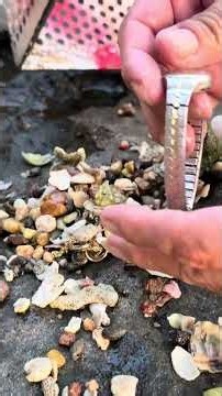 Sifting Through Shells & Sand to Find a Praying Mantis & Gold Necklace! 🌊