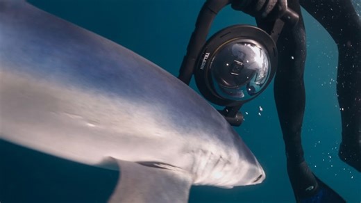 Rough water, bad bait, and a dangerous shark that turned the dive into survival mode