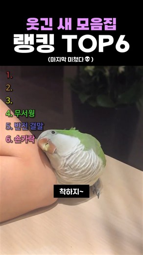 웃긴 새 모음집 랭킹 TOP6