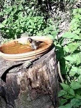 Rouge-gorge familier - Erithacus rubecula #normandie #faunesauvage #oiseaux 29 avril 2026