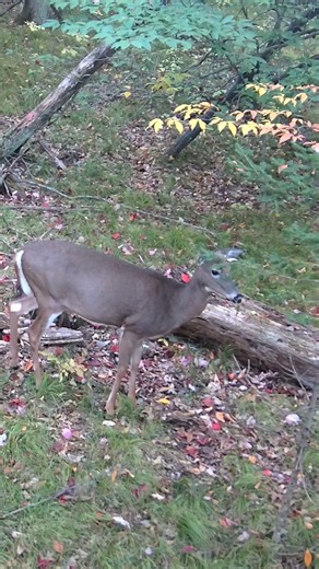 White-tailed deer at the feeder cam 🦌🌲