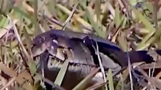 Scientists: Burmese pythons moving north