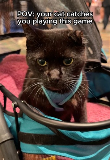 don’t worry, they came over and pet Uno afterwards 😹❤️ Game: How to Pet Your Cat by DaChu Interactive 📍 @CatCon #catcon2026 #catperson #catlover #catgame #funny