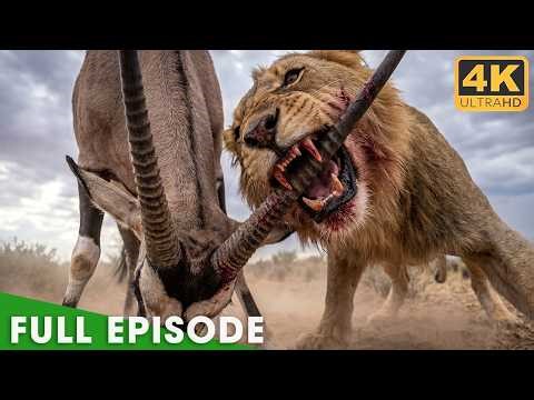 LION ATTACK | The Most Savage Fights of Predator | Wildlife Documentary