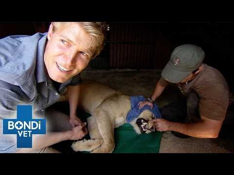 Wild Lions Battle Rare Facial Tumors | Bondi Vet