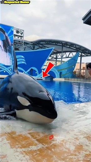 Why Did This Dolphin Suddenly Leave the Water? 🐬😲