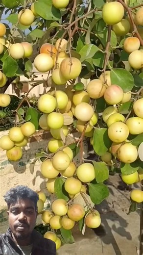 💪#fruit #grapecity #farming #duet #nature #flower #funny