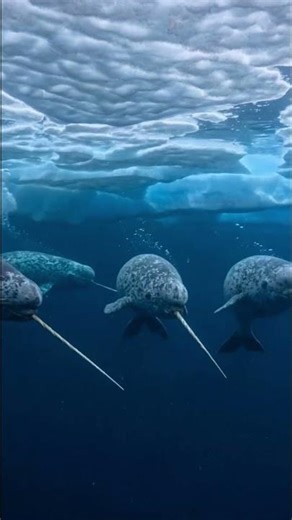 Narwhal Pod Filmed Under Arctic Ice — The Real Unicorns of The Ocean 🦄🧊 (Rarest Footage)