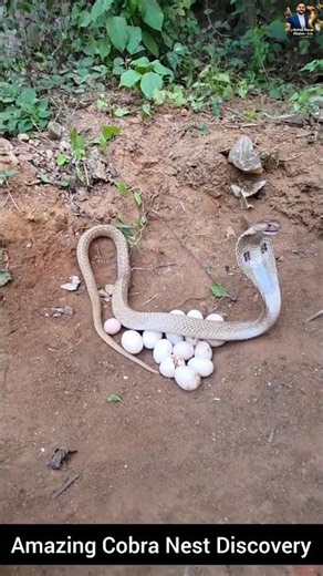 Amazing Cobra Nest Discovery #snake #wildliferescue #cobra #rescueefforts #wildlife #nature