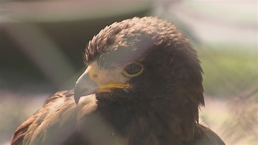 Bird search continues 1 week after West Coast Falconry break-in