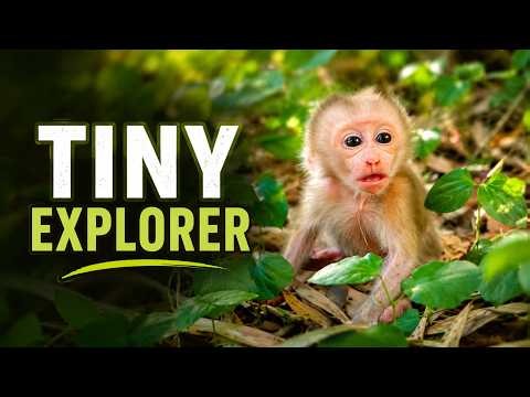 Tiny Explorer Baby Monkey’s First Little Jungle Adventure