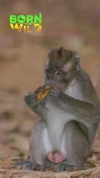 Paano namumuhay ang orphan monkeys? | Born To Be Wild