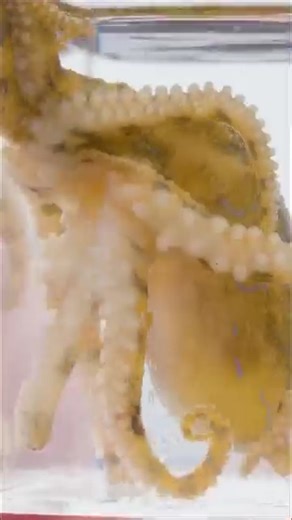 Ever wondered what it’s like to get stung by the world’s most venomous fish, the Stonefish? Or what happens if you touch a blue ring octopus? | Brave Wilderness