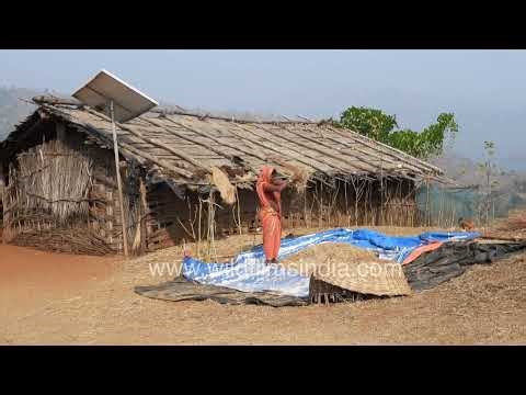 Traditional village life and farming activities in rural Maharashtra