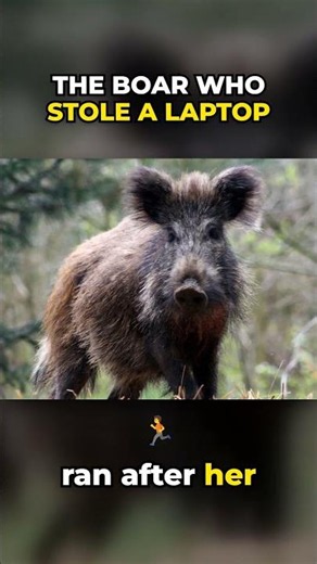 A Wild Boar Stole His Laptop... So He Chased It Naked