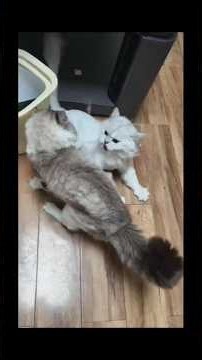 One Wrong Move… and the Cat Fight Exploded! 😱🐱 #trending #viral #cat #shorts #shortsfeed #ytshorts