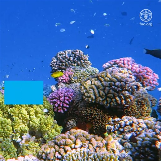 Coral reefs provide vital habitat for a quarter of the world’s known marine species.From bees earthworms to coral reefs rainforests, biodiversity helps to keep our agrifood systems healthy, productive resilient.👉 https://t.co/LgCFtPYjJ6#COP17Armenia https://t.co/oQOdLkJKvw