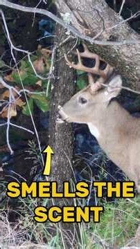 Watch this buck go from nervous to calm!