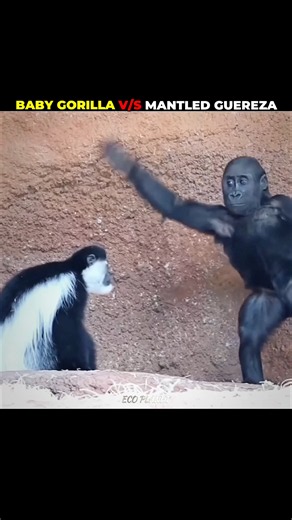 Baby gorilla v/s Mantled guereza #gorilla #monkey #gorillavsmonkey #shorts #animal #animalplanet