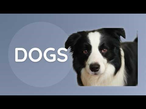 Dogs | Amazing Things They Can Do