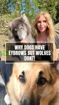 Why DOGS have EYEBROWS but WOLVES DON’T! #wolf #dogevolution #domestication