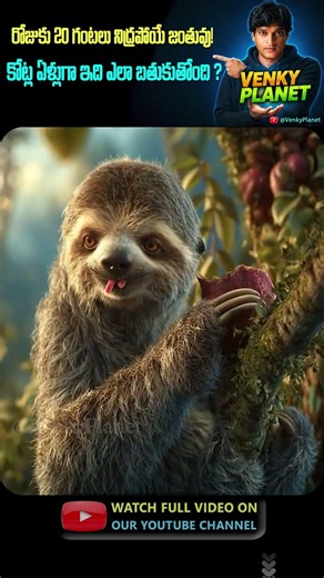 😱 The World's Slowest Mammal Has a Secret! | Amazing Sloth Facts @VenkyPlanet