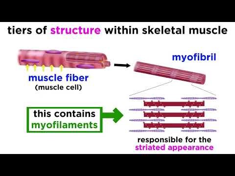 Muscle Tissue Explained | Skeletal, Cardiac & Smooth Muscle Anatomy
