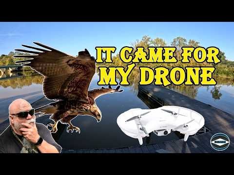 A Hawk Just Attacked My Drone