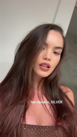 don’t let Silver out | silver cat