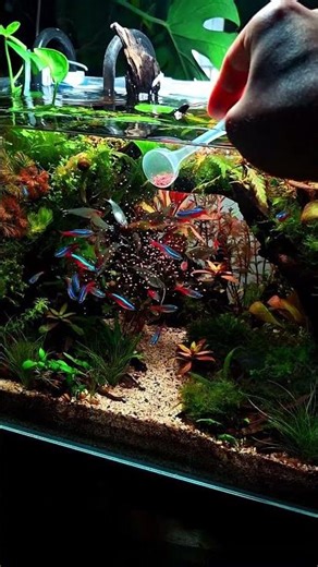Good Morning #fish #aquascape #aquarium #nature #fishtank #relaxingmusic #relaxing #aquariumfish