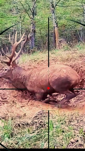 Red Stag Shooting 🫎