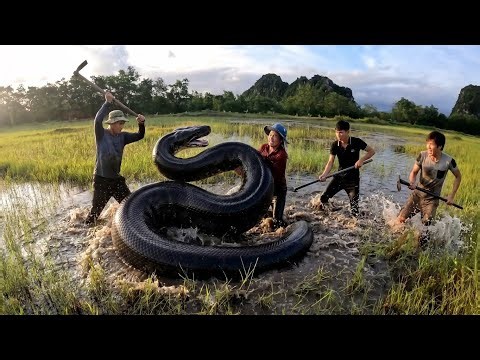 Brave Hunter Rescues Young Girl From A Giant Python In The Marsh