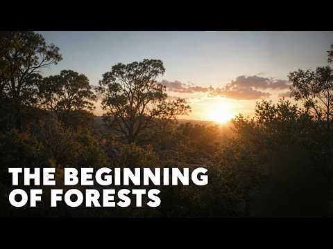 When Trees Took Over the World | Full Documentary