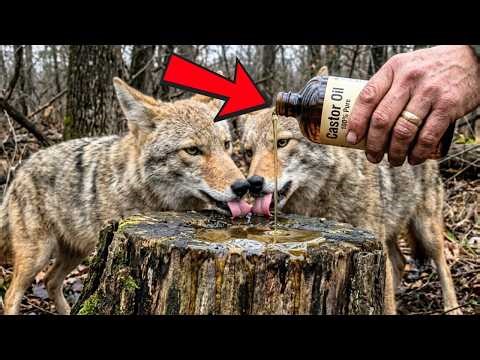 13 Coyote Hunting Tricks That Pull Them Running to You Every Single Time