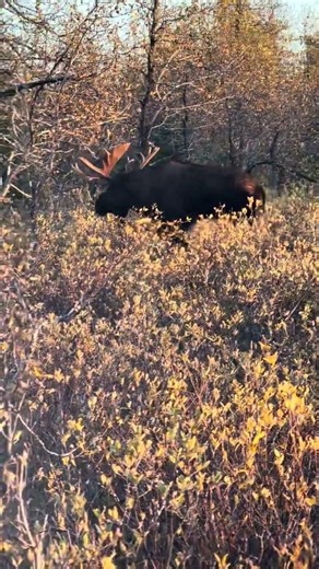 MCCutcheon Moose Hunt - Alaska Oct 2026