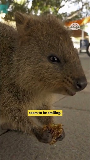 Meet the Quokka, the Happiest Animal in the World