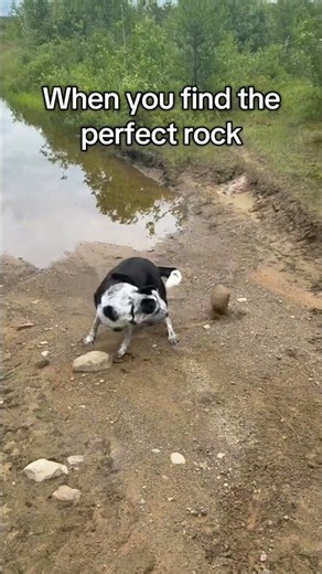 Border Collie Delights in Discovering the Perfect Rock