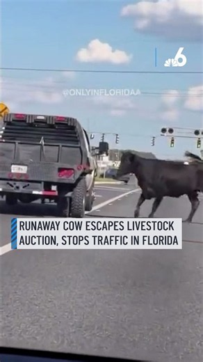 Runaway cow escapes livestock auction, stops traffic in Florida